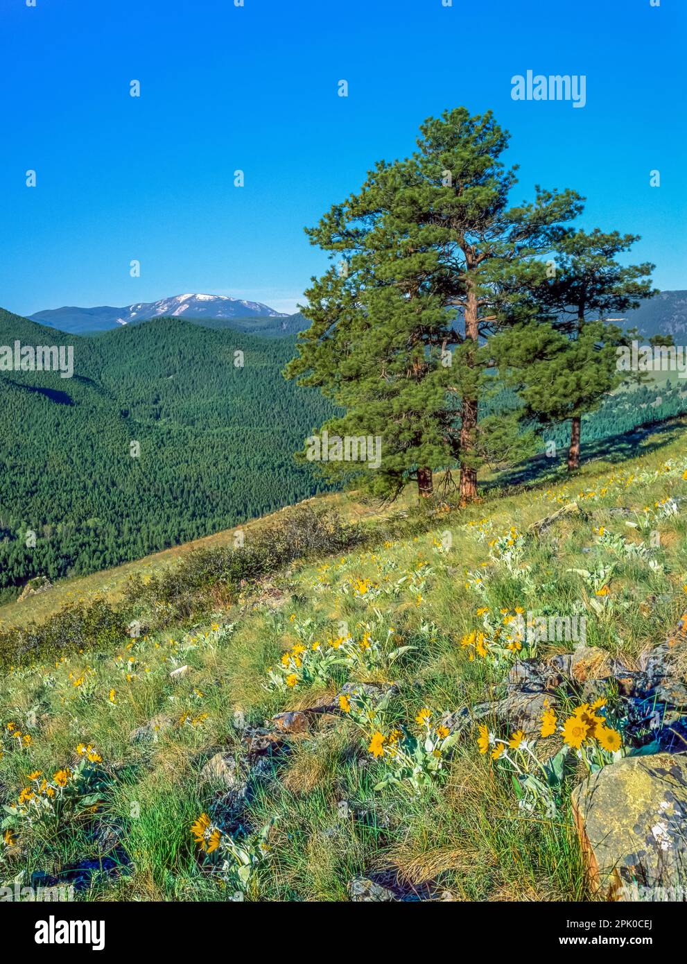 red mountain in helena national forest viewed from the helena ridge