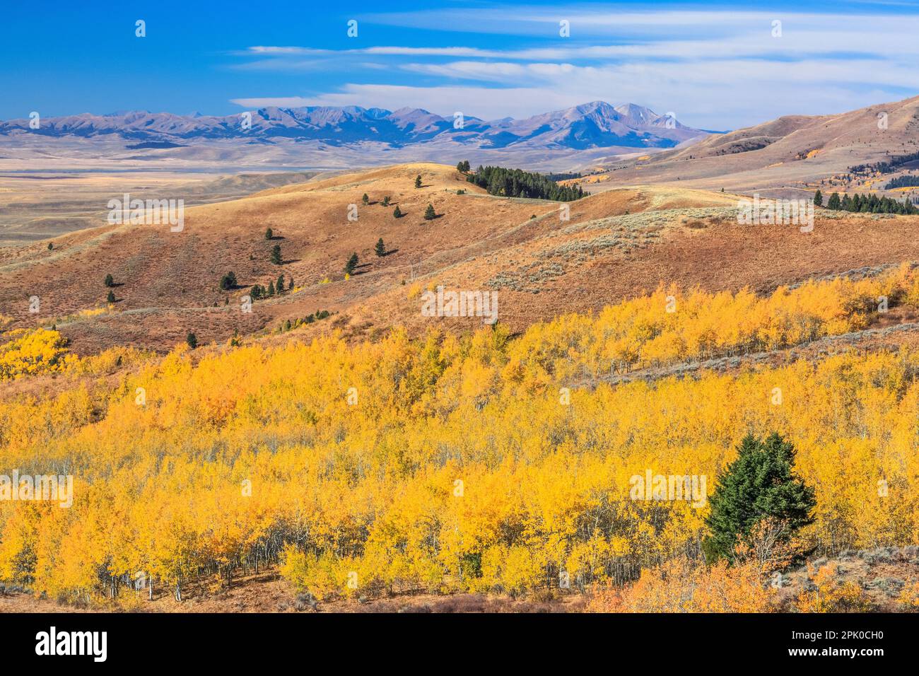 aspen in fall color and distant lima peaks viewed across the centennial
