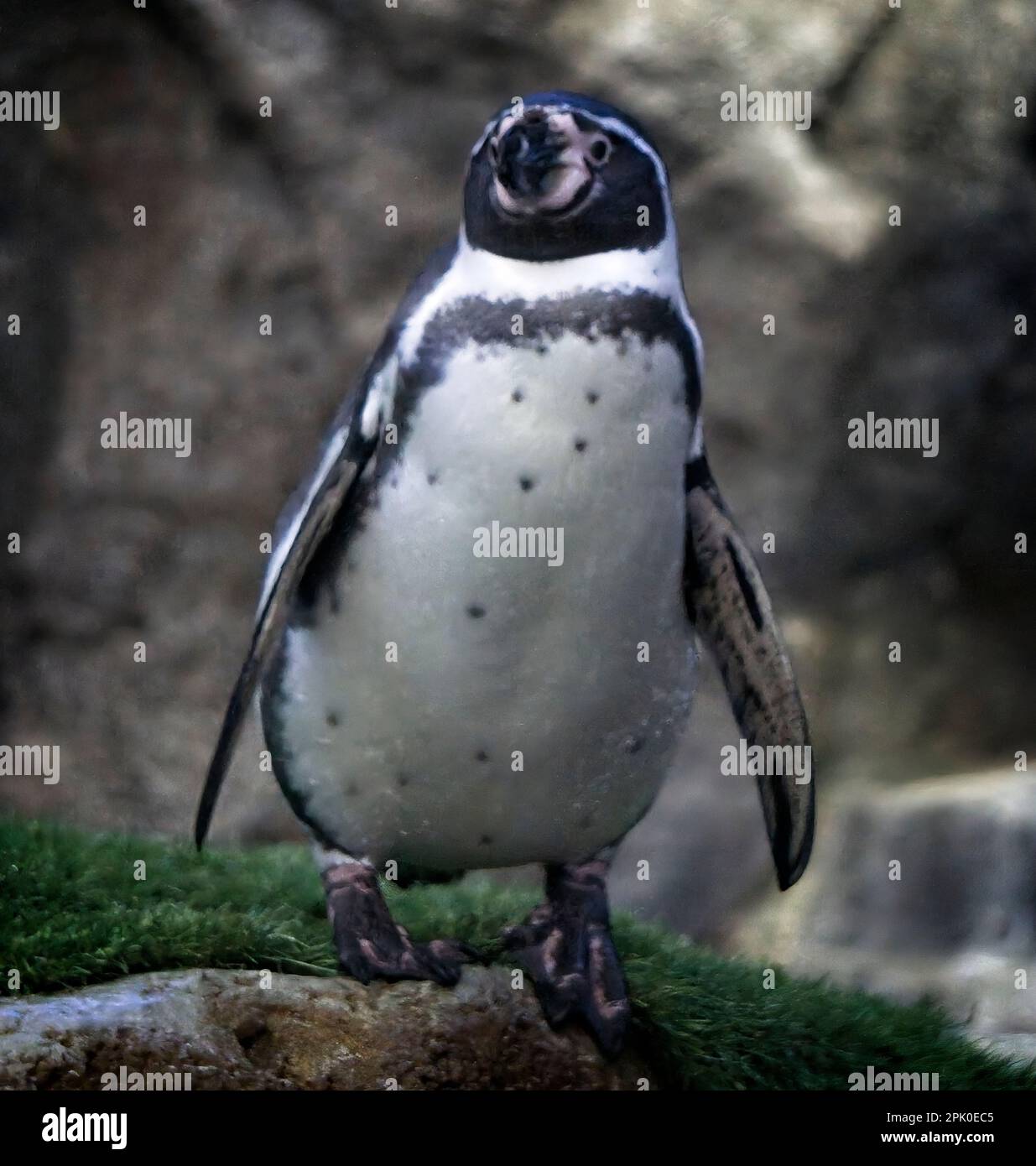 humboldt penguin Calgary Zoo Alberta Stock Photo - Alamy