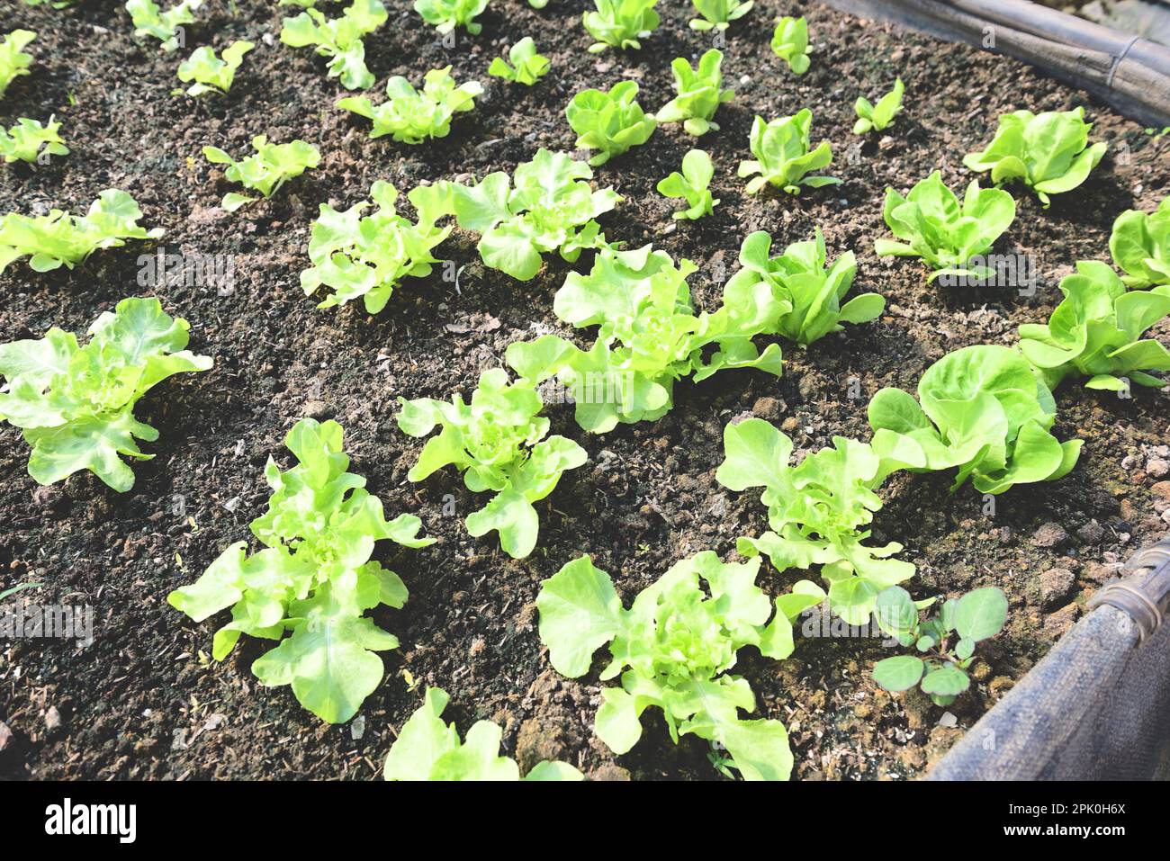 Vegetable farm soil vegetable garden, organic green cos lettuce