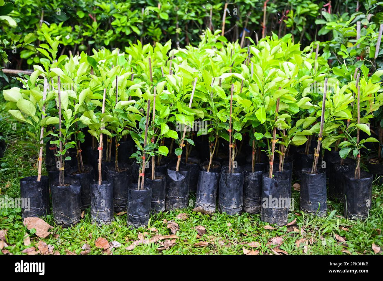 pomelo plant tree , Young plant of pomelo in soil seedling bag for