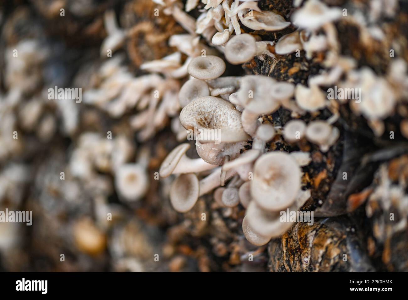 mushroom farm with fresh mushroom growing on mushroom spawn - Lentinus squarrosulus Stock Photo
