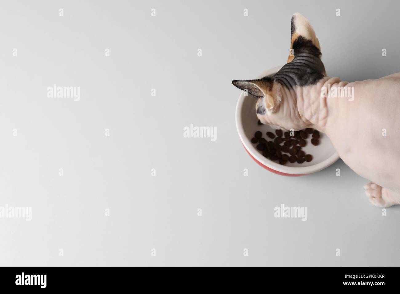 Beautiful Sphynx cat eating kibble from feeding bowl on white