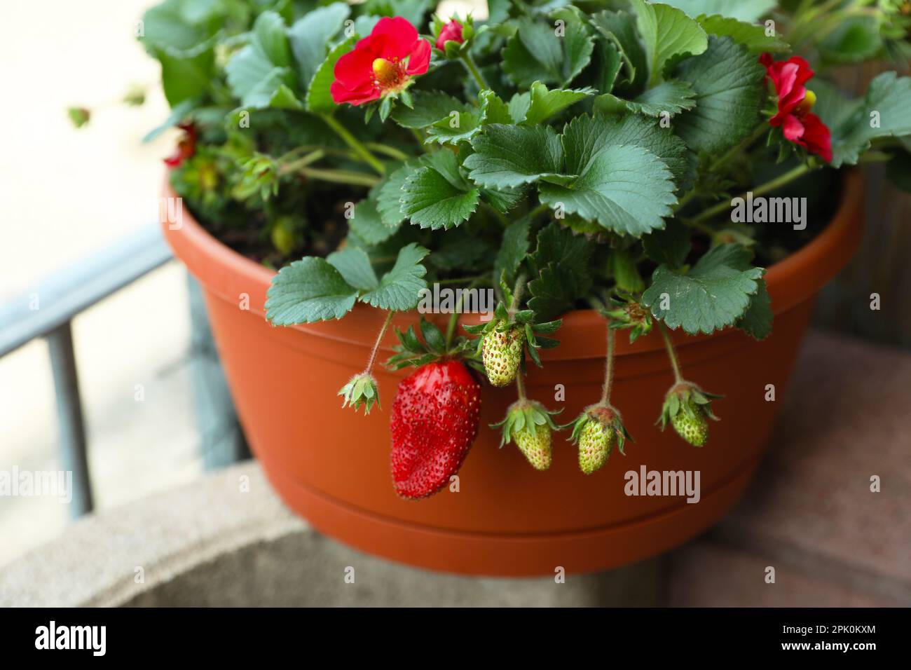 Beautiful strawberry plant with ripe and unripe fruits in pot, closeup ...