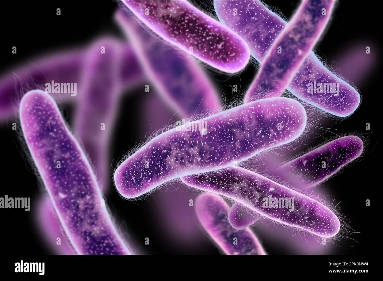 Bacteria colony under microscope, illustration. Cystitis, infection of