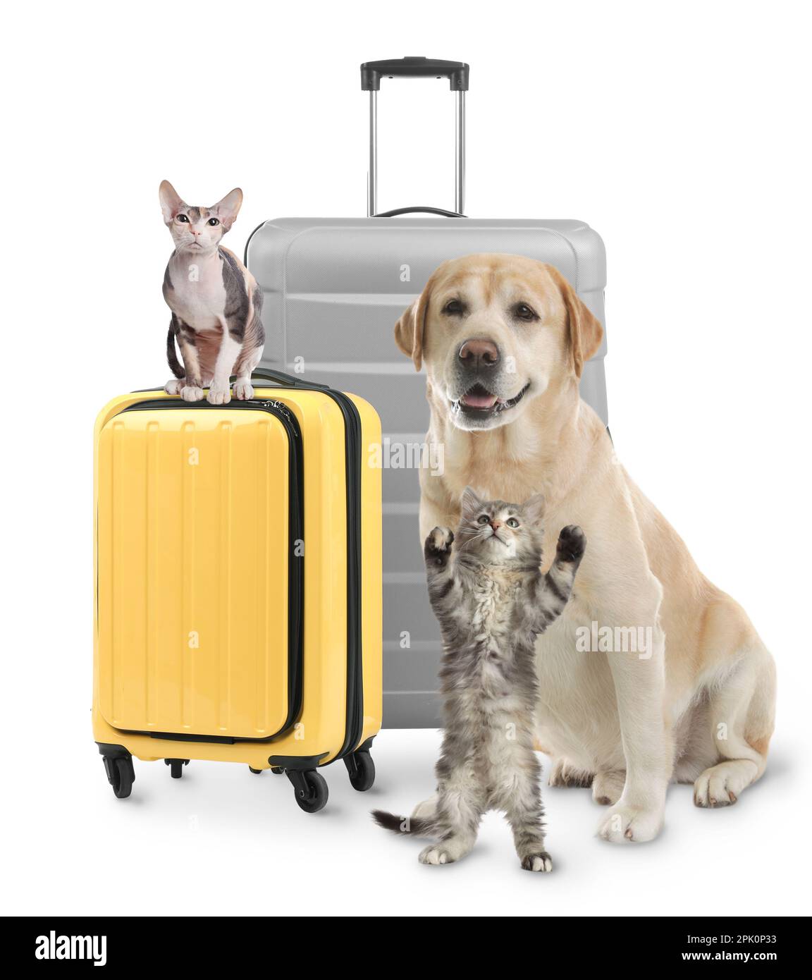 Cute cats and dog with suitcases packed for journey on white background ...