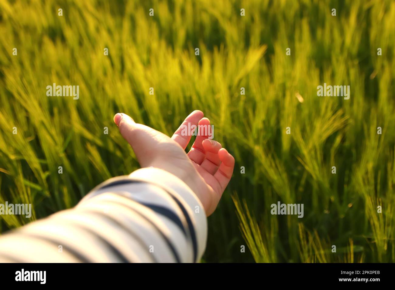 Female hand against grass. Girl runs her hand over the tall grass and touches. Walking in the fields in the sunset light. Work and life balance concep Stock Photo