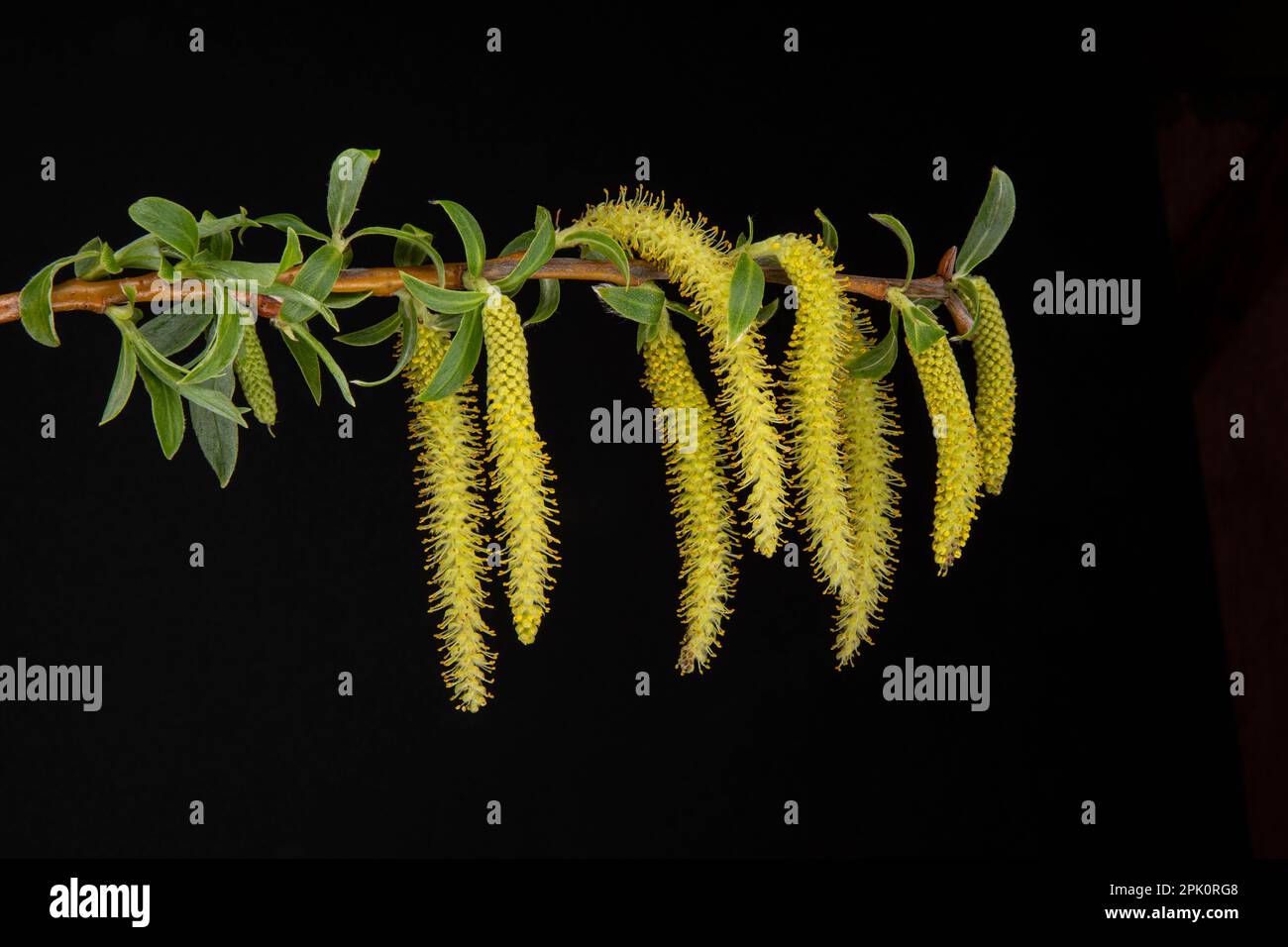 Close up of weeping willow tree flowers in spring on black background Stock Photo