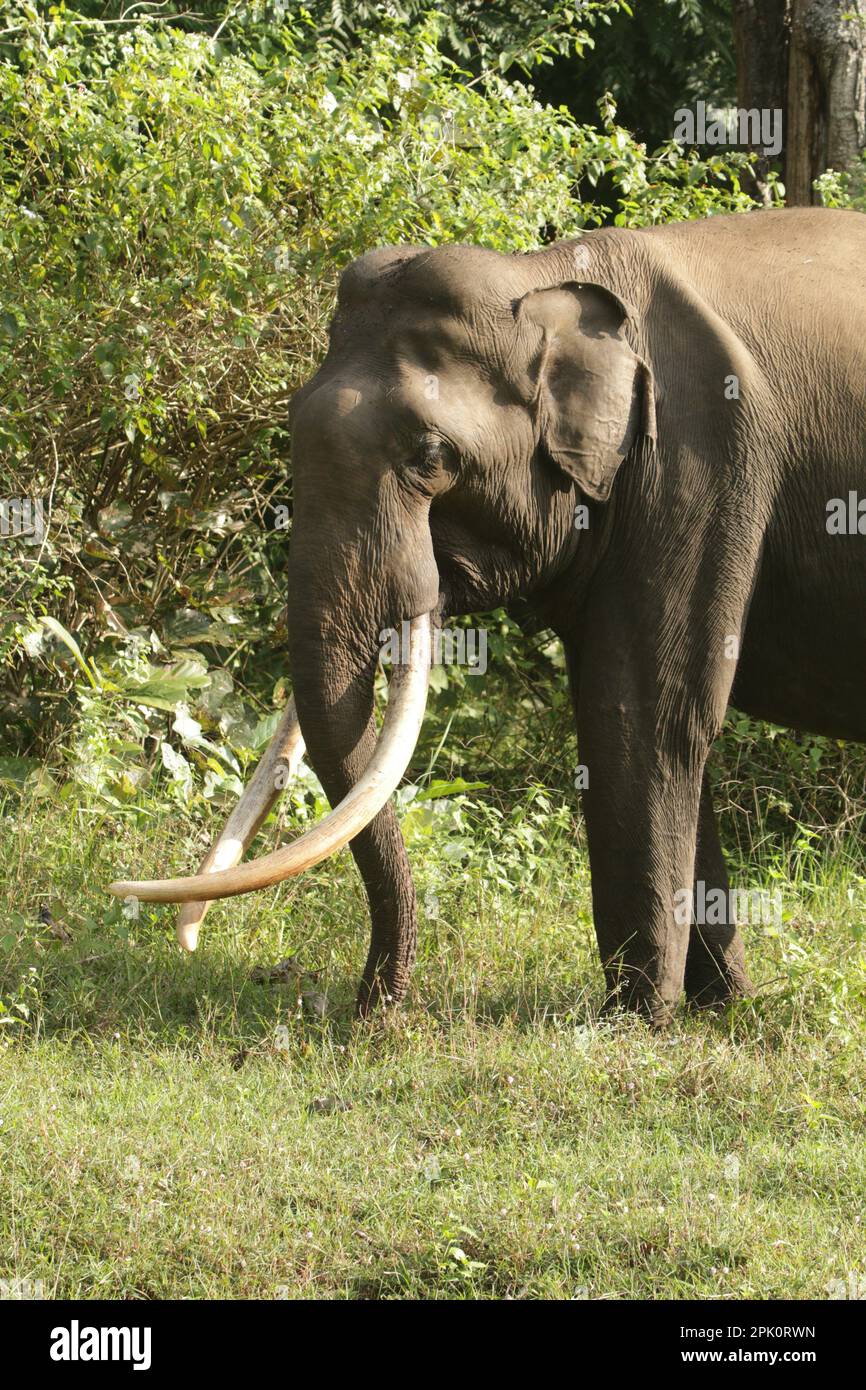 Tuskers, éléphant de collection, Henry and Friends