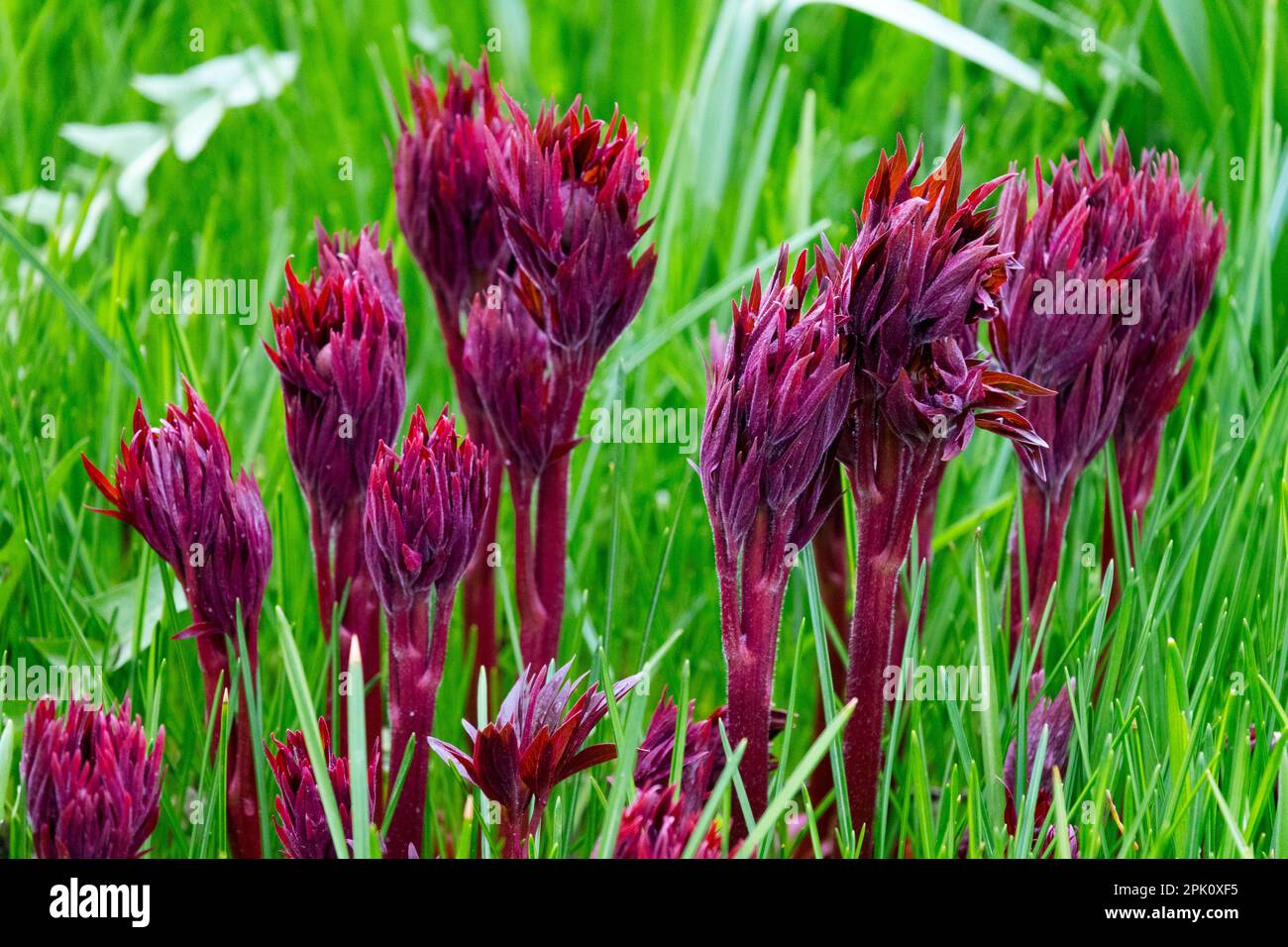 Spring Shoots Green Red Peony April New shoots Growing in Grass Springtime Garden Season Paeonia shoots Peonies Budding Early spring Plants Growth Stock Photo