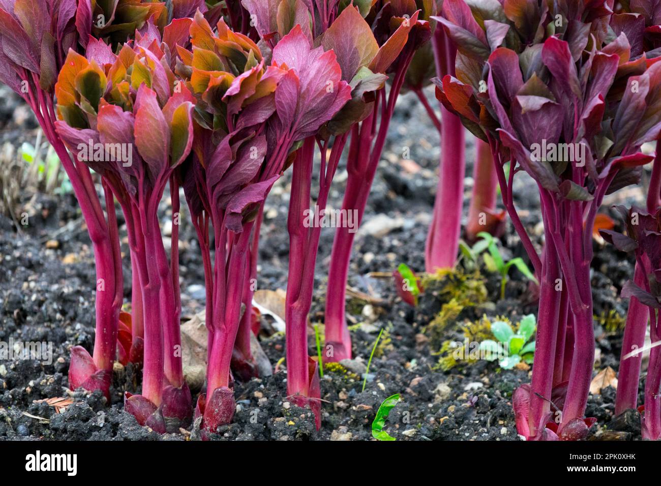 Early spring, Garden, Paeonia, Sprouts, Peonies, Budding, Peony, Sprouting, Plants, Red Stock Photo