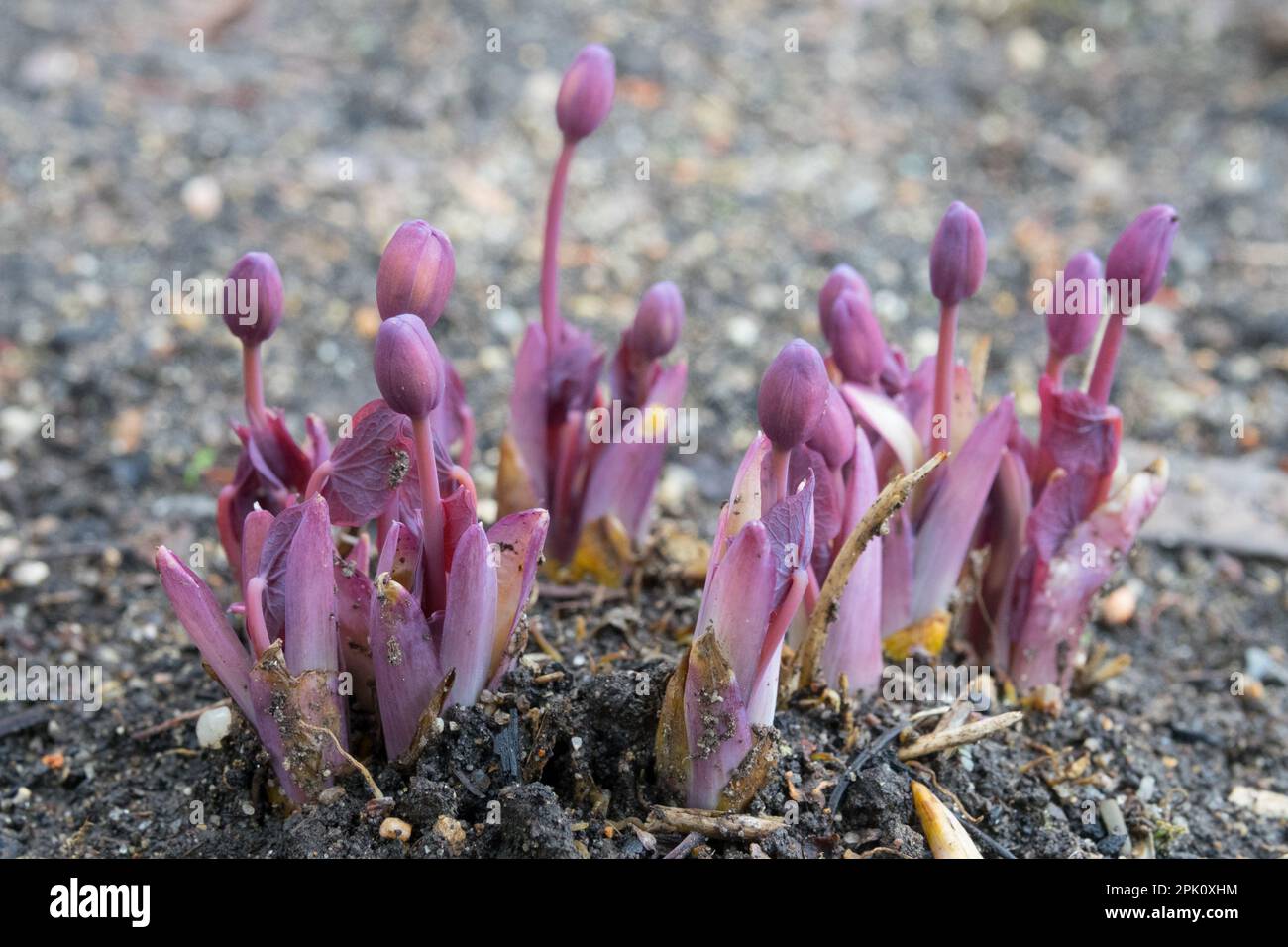 Ground Squirrel Pea, Jeffersonia diphylla, Emerging, Plant young spring plants new spring shoots Stock Photo