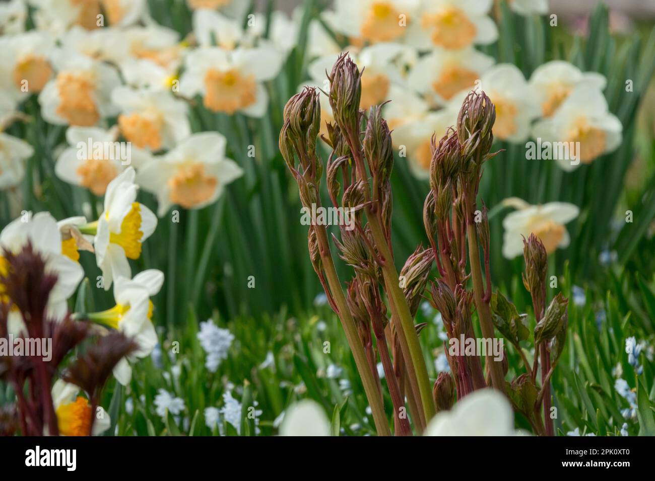 Early spring garden, Paeonia, Shoots, Daffodils Stock Photo