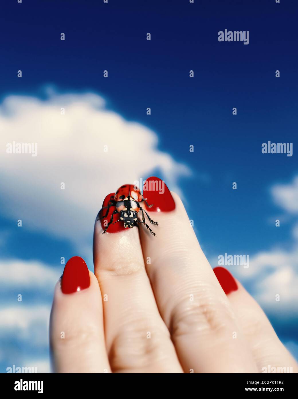 A woman's hand with red nail polish and a ladybug sitting on her fingertip. Against the background of a blue sky with clouds. Stock Photo