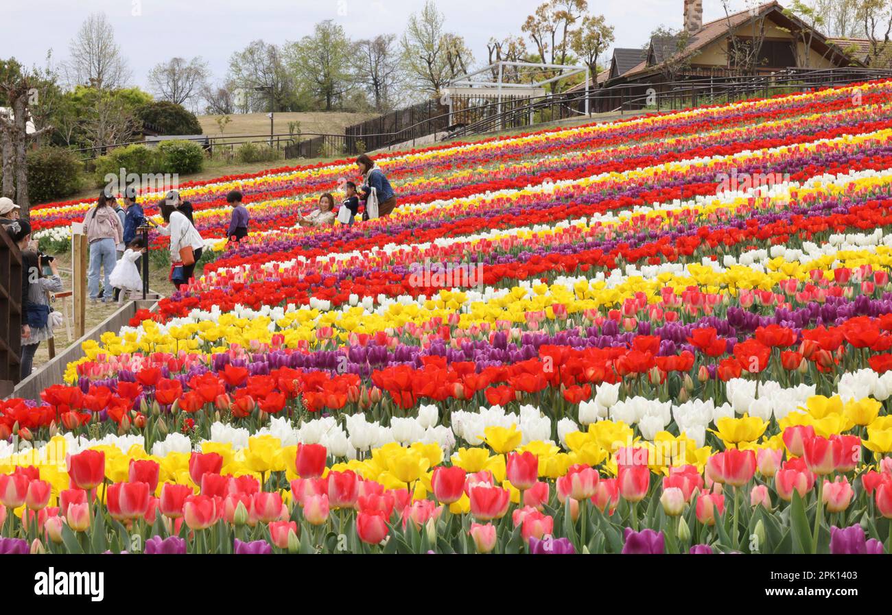 Visitors stroll at a tulip farm of Harvest Hill, in Sakai City