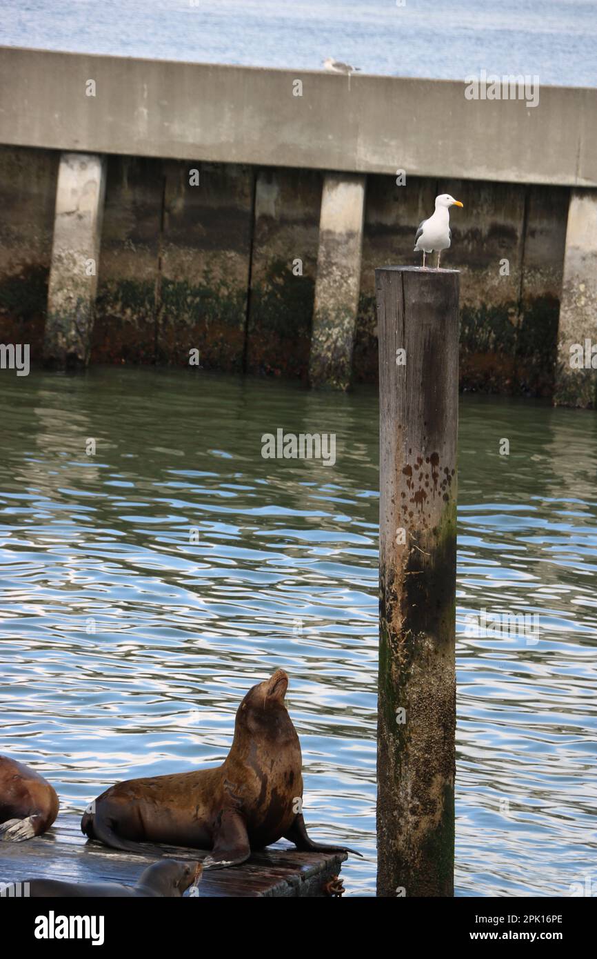 Seal looking at Seagull Fisherman's Wharf San Fransisco Stock Photo
