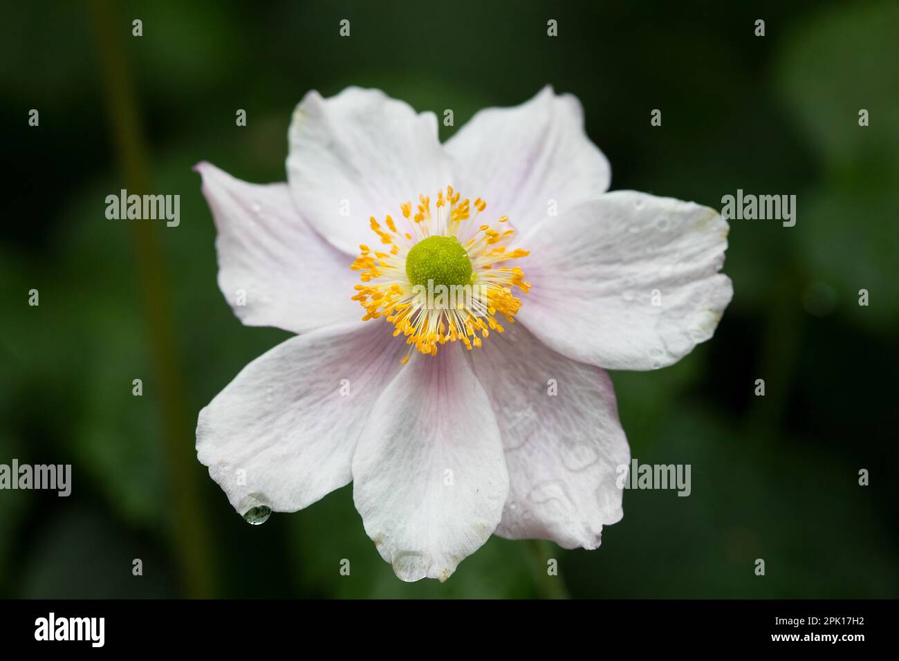 Light pink anemone flower. Stock Photo
