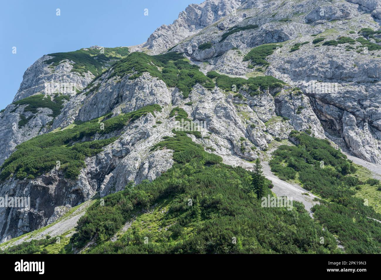 Bushes with Dwarf Mountain pine, Pinus mugo, over rocky hillsides. Photo taken in the Mieming Range, by de Seebensee lake, State of Tyrol, Austria. Stock Photo