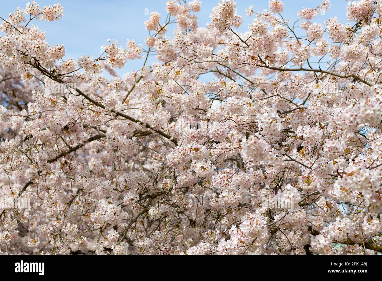 sakura tree flower bloom nature background in spring Stock Photo - Alamy