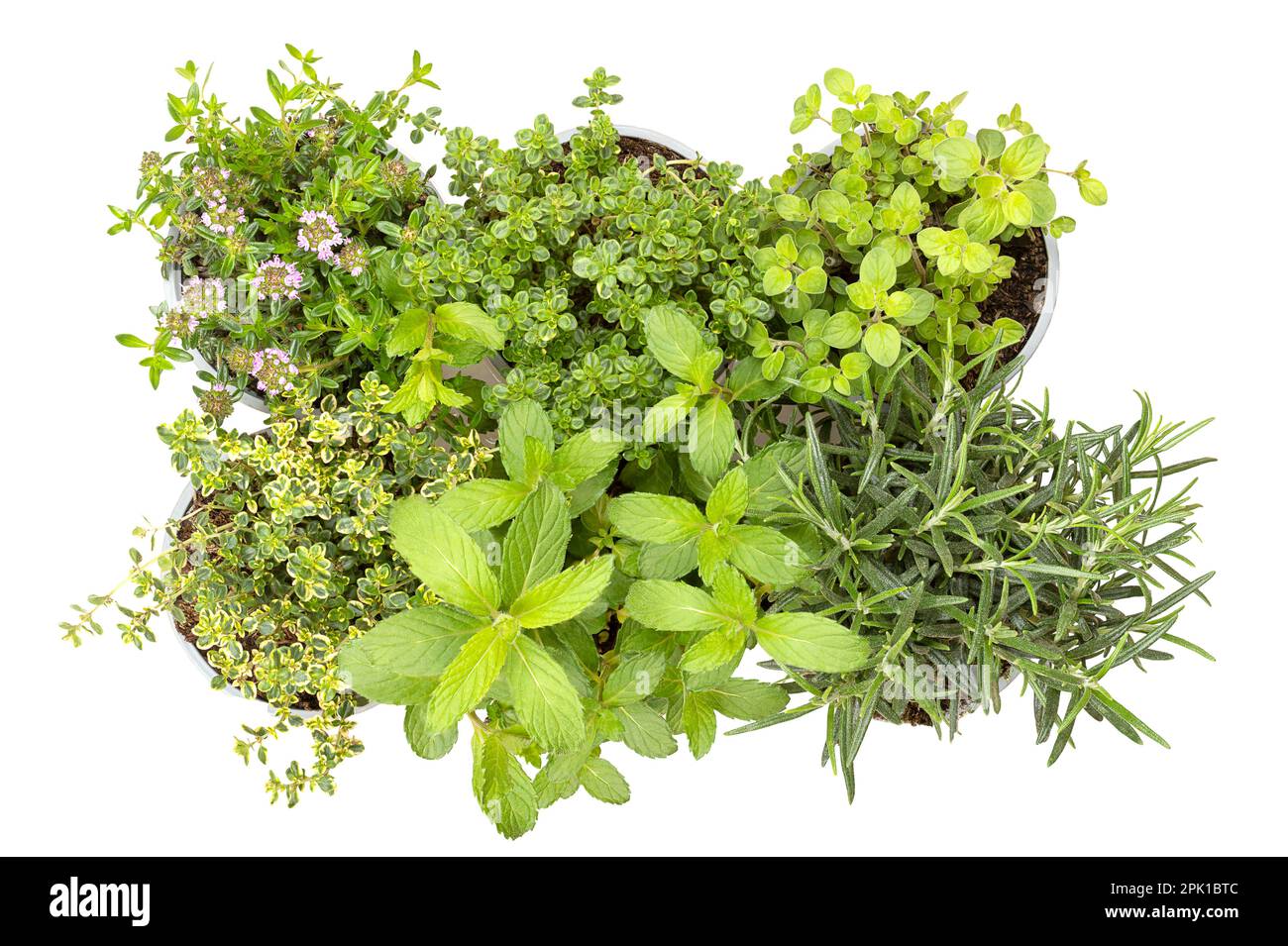 Mediterranean and aromatic culinary herbs. Winter savory, lemon thyme, oregano in the first, lemon thyme, mint and rosemary in the second row. Stock Photo
