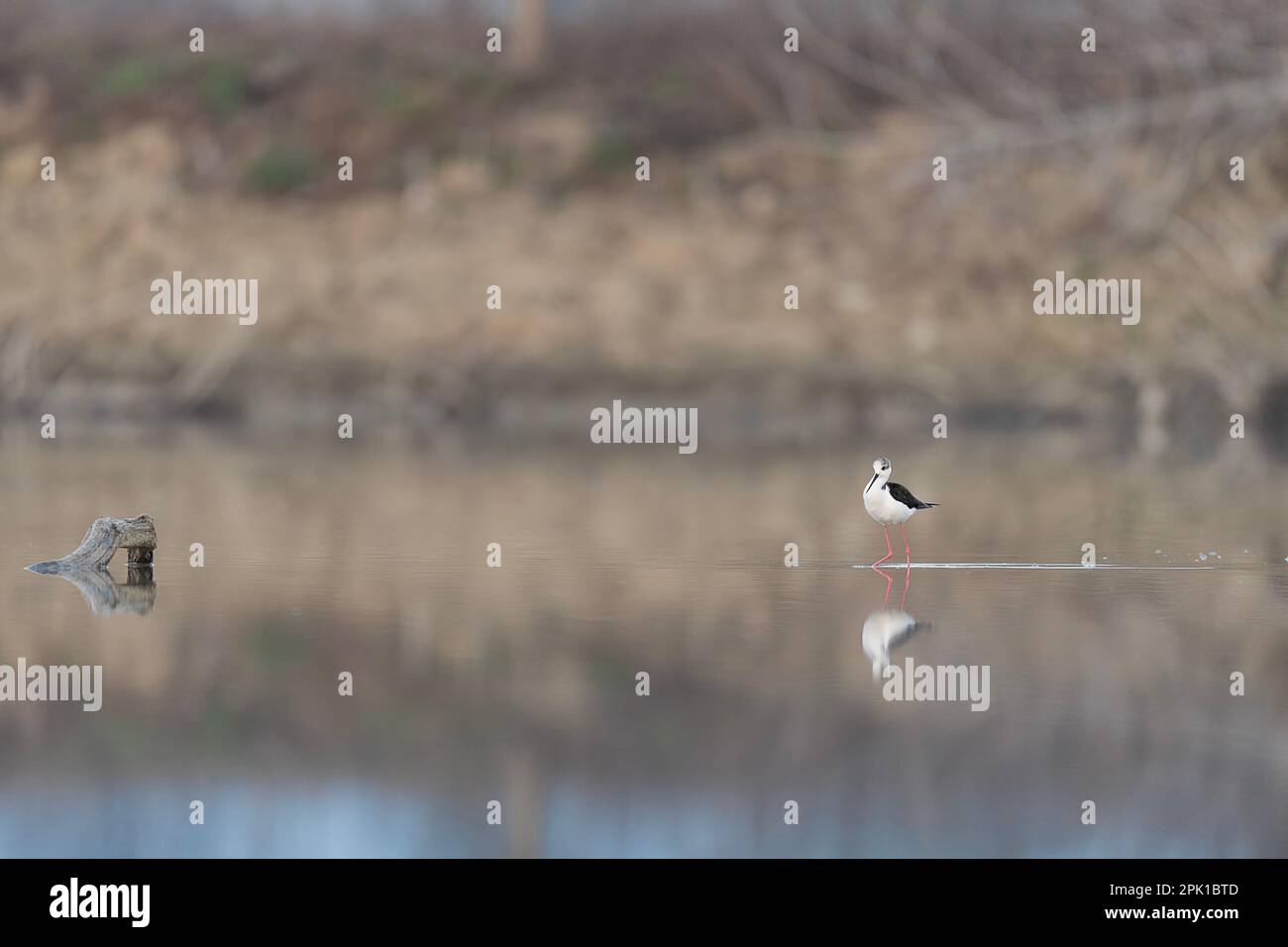 Black winged stilt in the lake at morning (Himantopus himantopus) Stock Photo