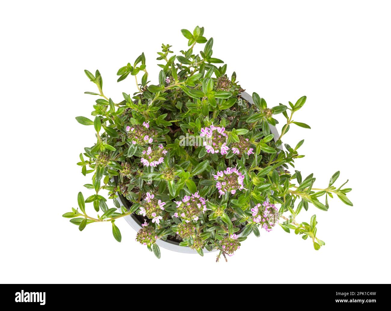 Winter savory, young plant in a gray plastic pot. Satureja montana, also known as mountain savory, with pale lavender flowers. Used as culinary herb. Stock Photo