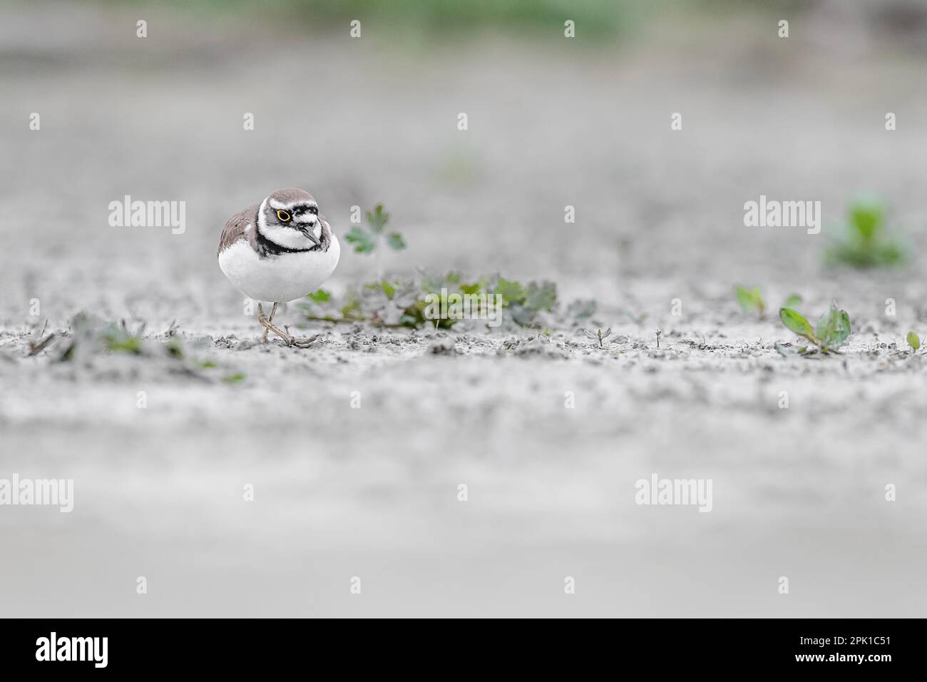 Face to face with the little ringed plover, fine art portrait (Charadrius dubius) Stock Photo