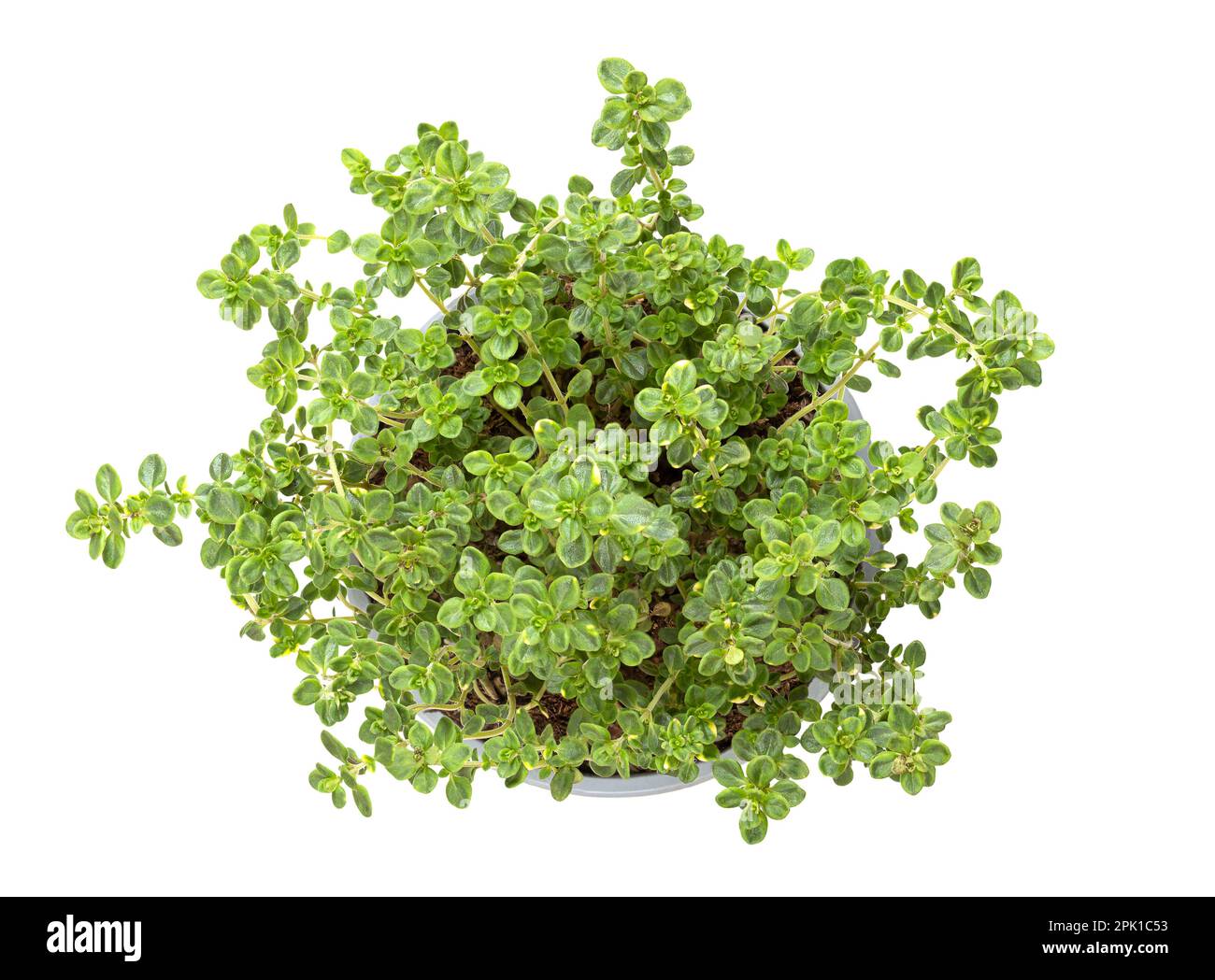 Lemon thyme, young plant in gray plastic pot. Thymus citriodorus, also known as citrus thyme. Lemon-scented medicinal and culinary herb. Stock Photo