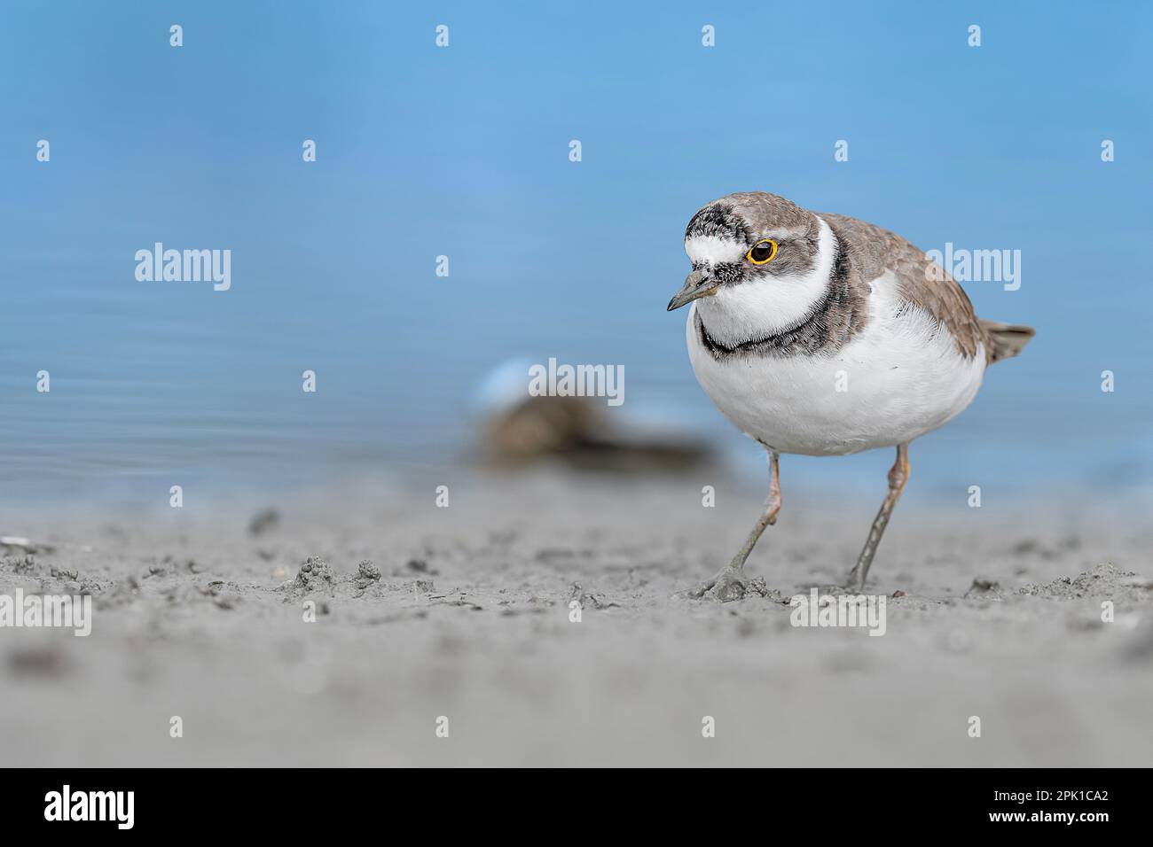 The little ringed plover with sea on background (Charadrius dubius) Stock Photo