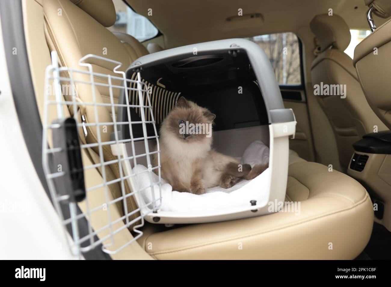 Cute grey cat inside pet carrier in car Stock Photo Alamy