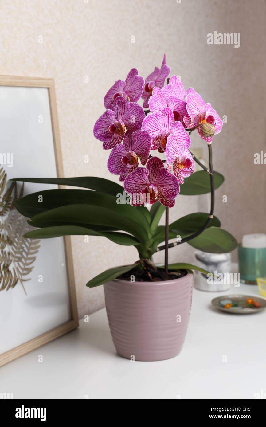 Beautiful pink orchid flower and picture on white table Stock Photo