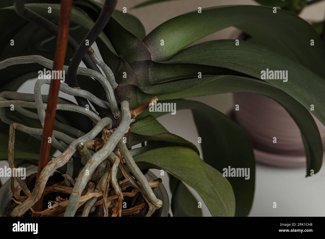 Beautiful orchid plant with green leaves in pot, closeup Stock Photo