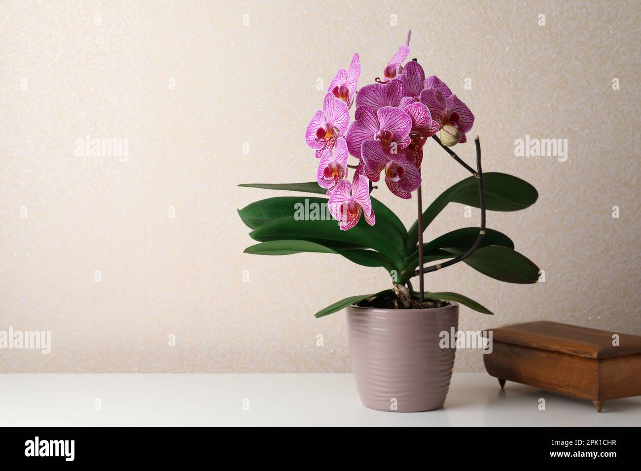 Beautiful blooming orchid and old wooden jewelry box on white table near beige wall. Space for text Stock Photo