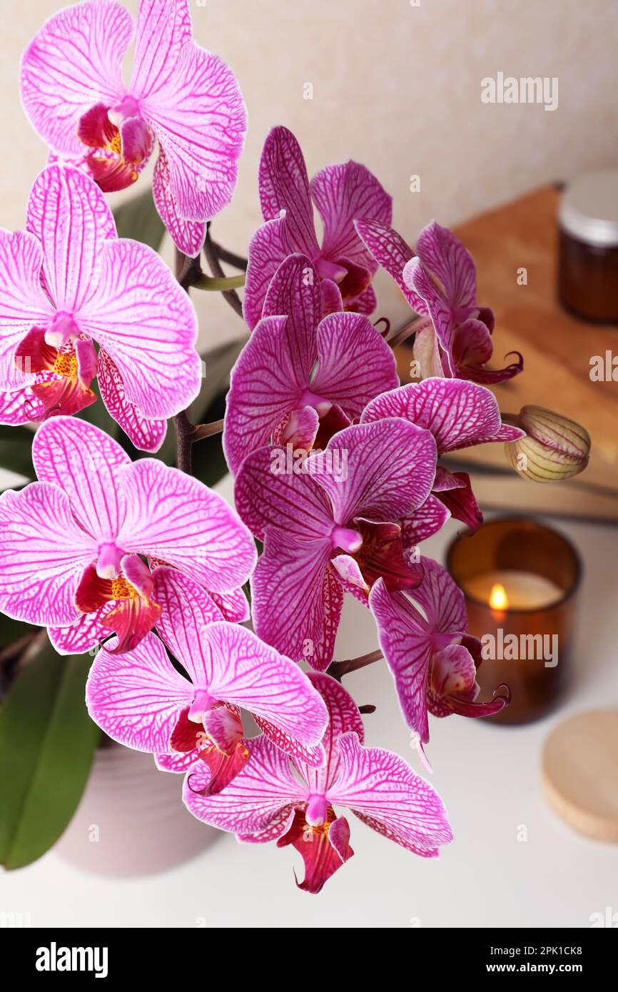 Beautiful blooming orchid on white table, closeup Stock Photo