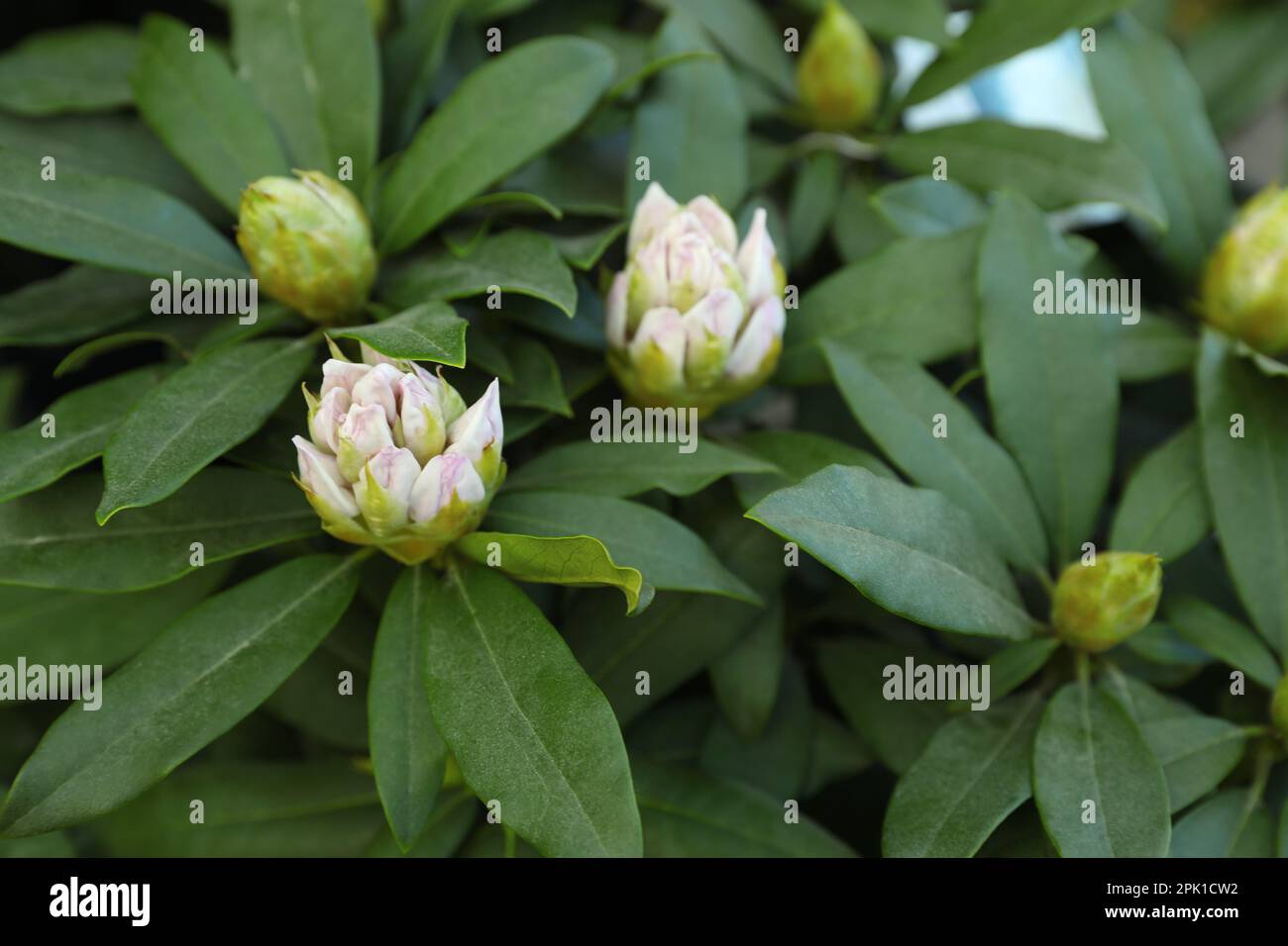 Closeup view of beautiful rhododendron plant with white flowers Stock Photo