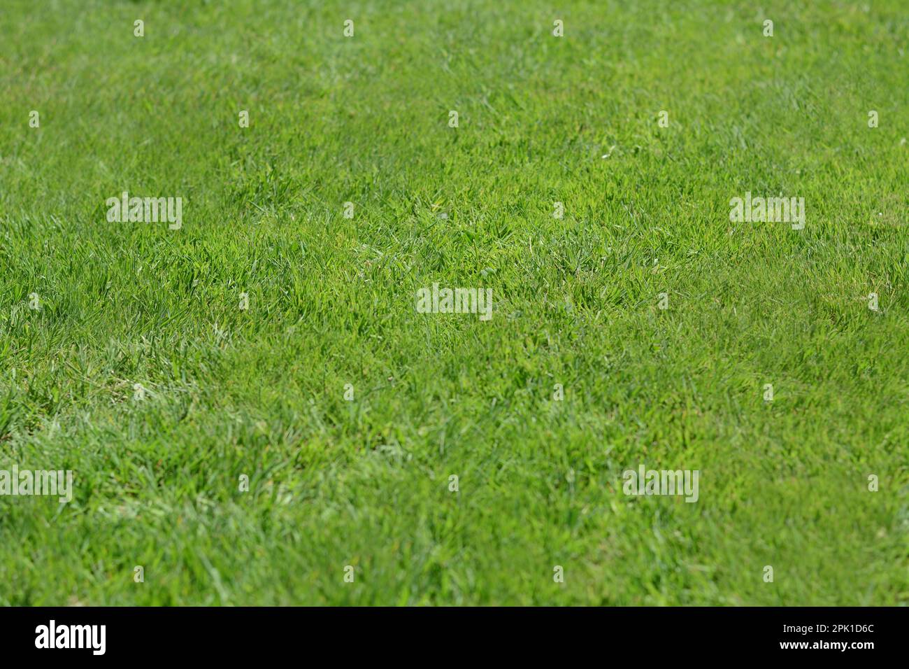 Beautiful bright green grass hi-res stock photography and images - Alamy