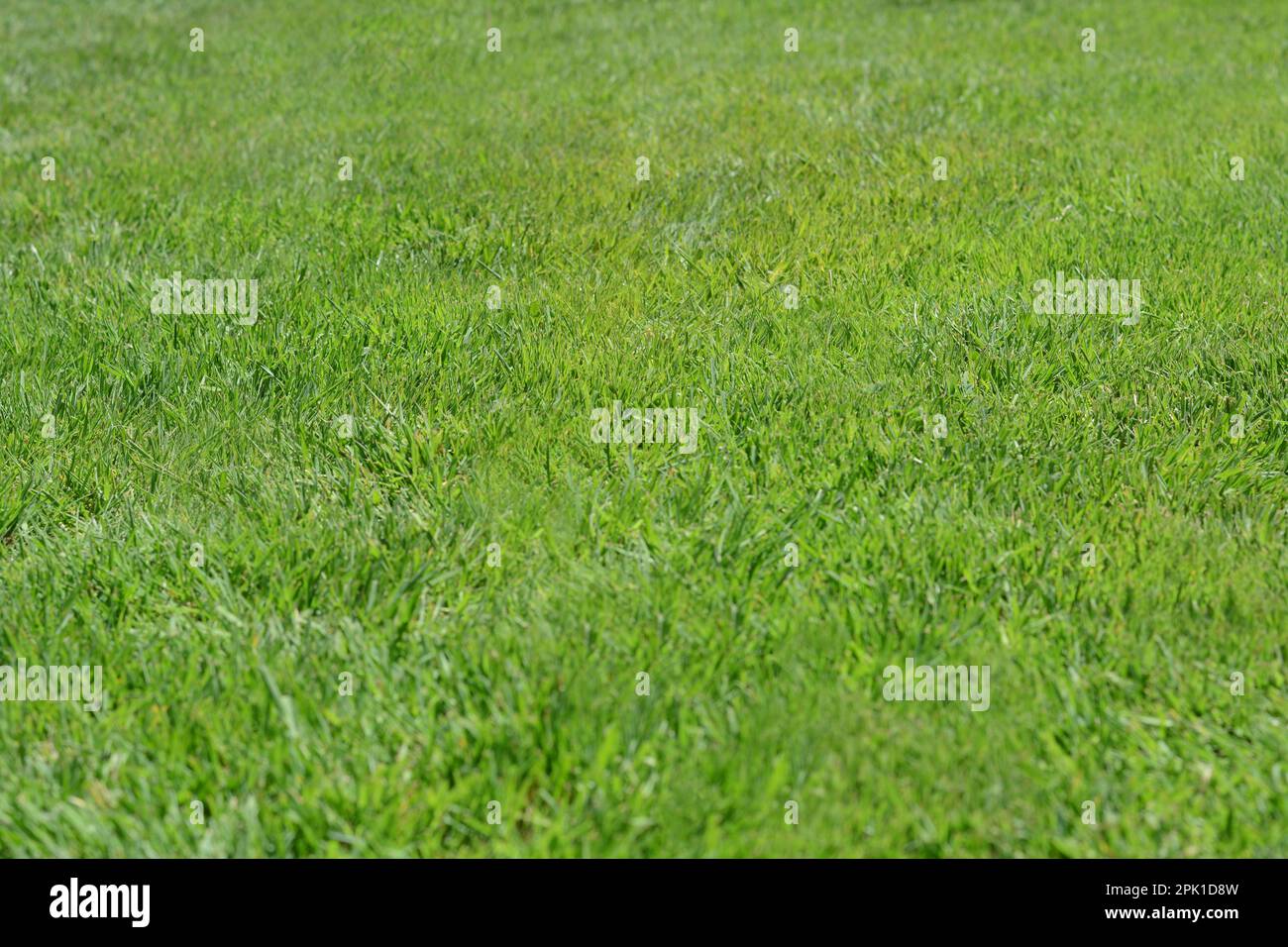 Beautiful bright green grass hi-res stock photography and images - Alamy