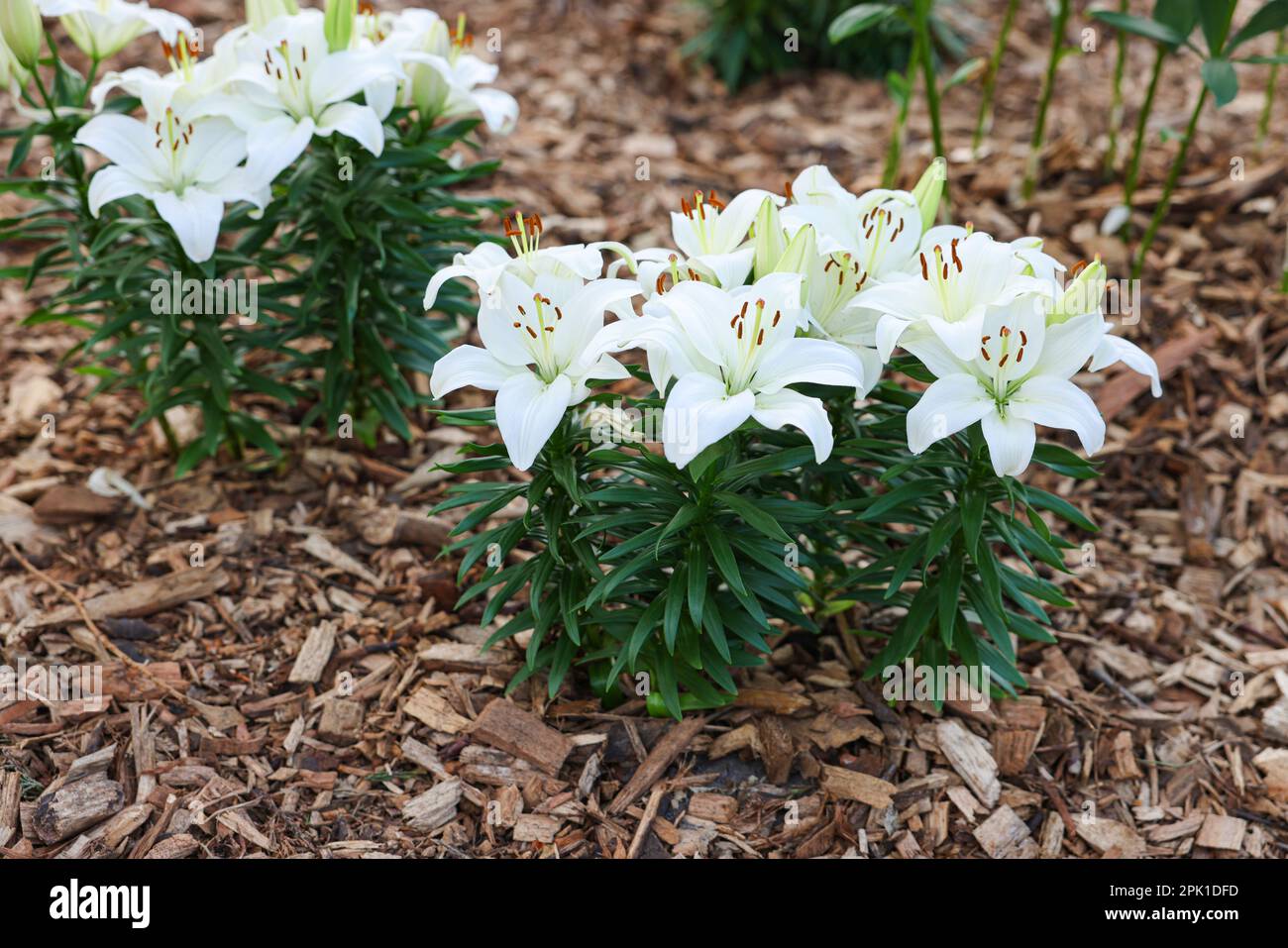 Lily flowers growing in hi-res stock photography and images - Alamy