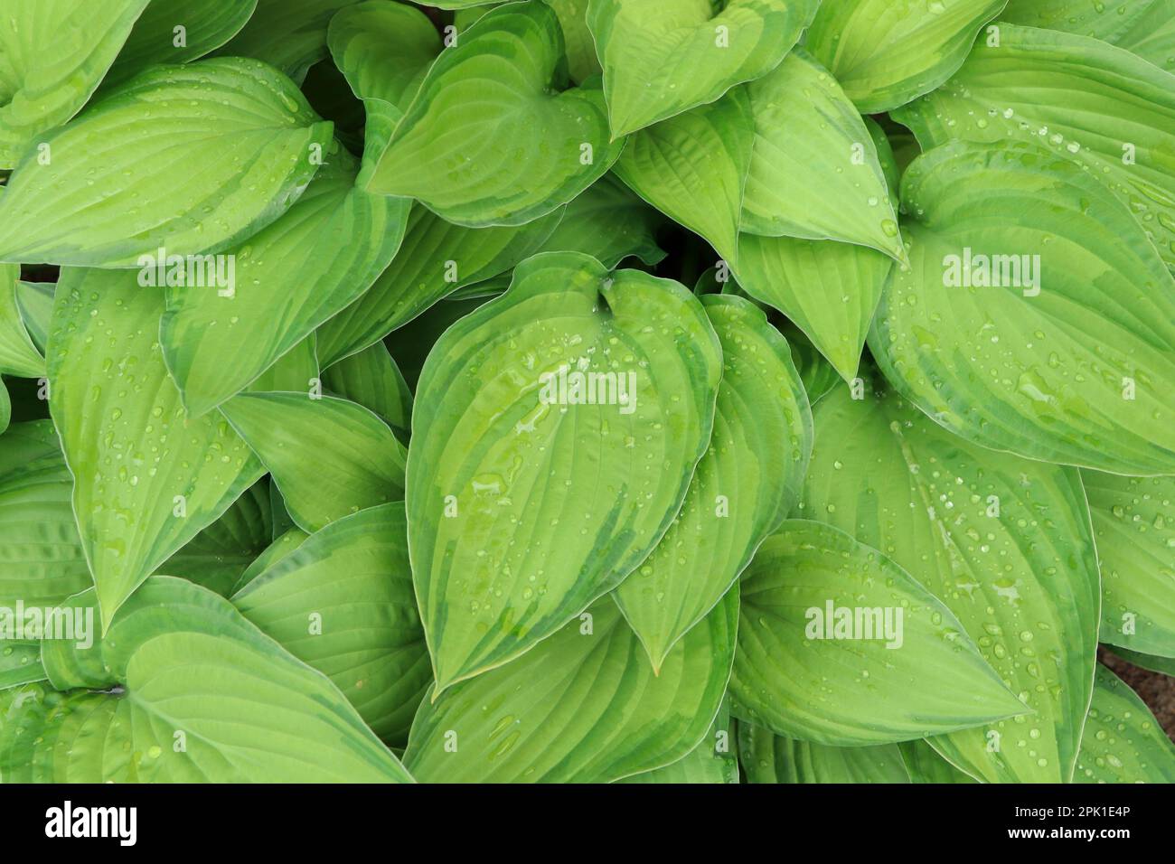 Beautiful dieffenbachia with wet green leaves as background Stock Photo