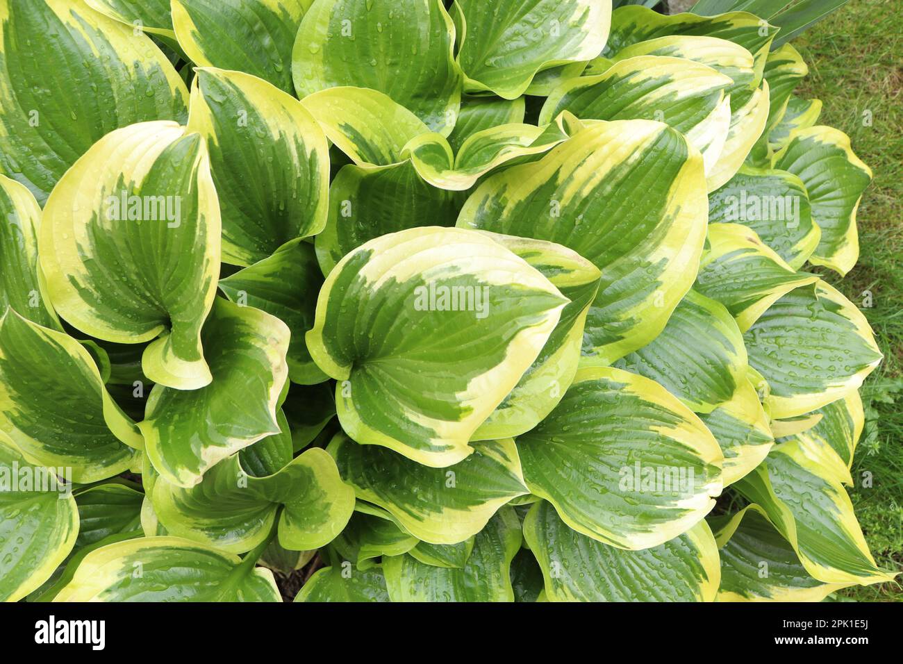 Beautiful dieffenbachia with wet green leaves outdoors Stock Photo