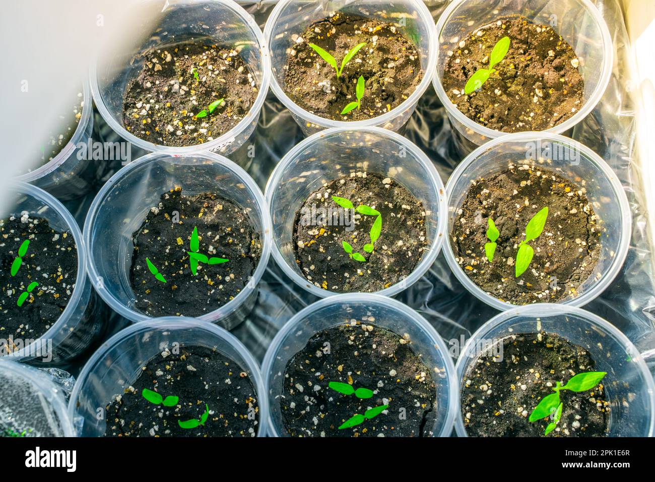 Seedlings in plastic transparent cups on the windowsill in sunny