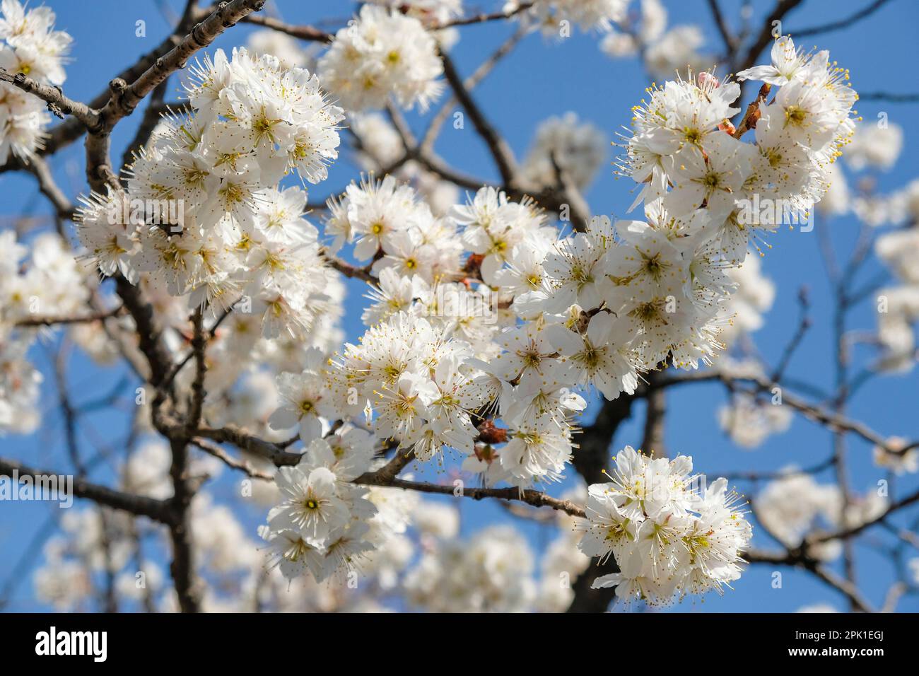 Cherry blossoms in a garden in Tokyo, Japan Stock Photo - Alamy