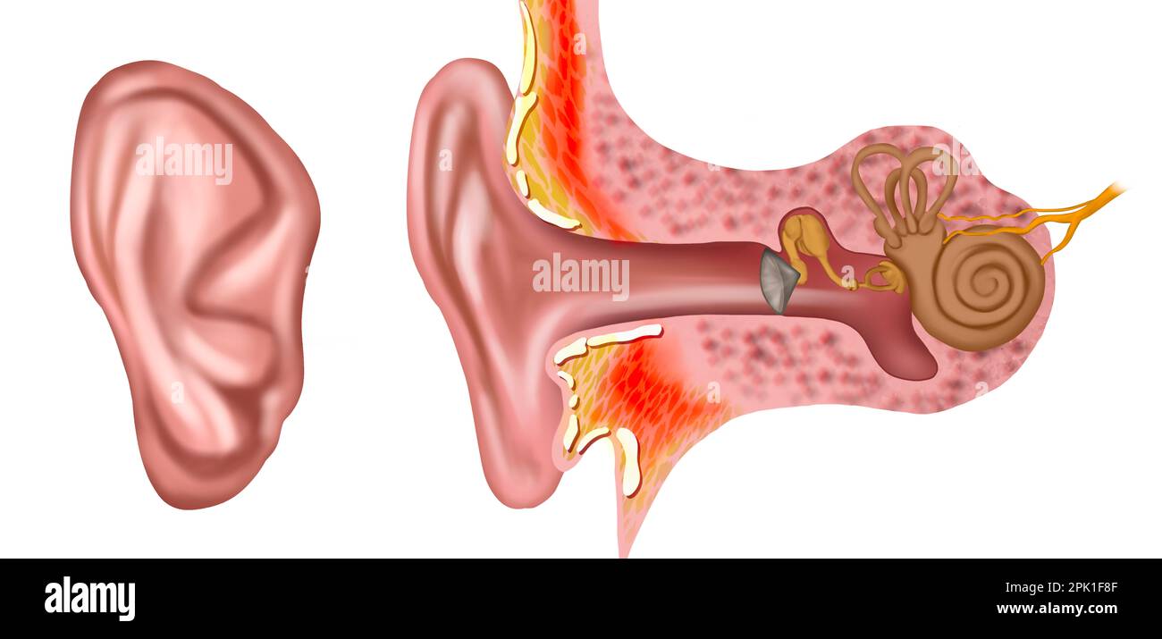 Anatomy of human ear on white background. Illustration Stock Photo - Alamy