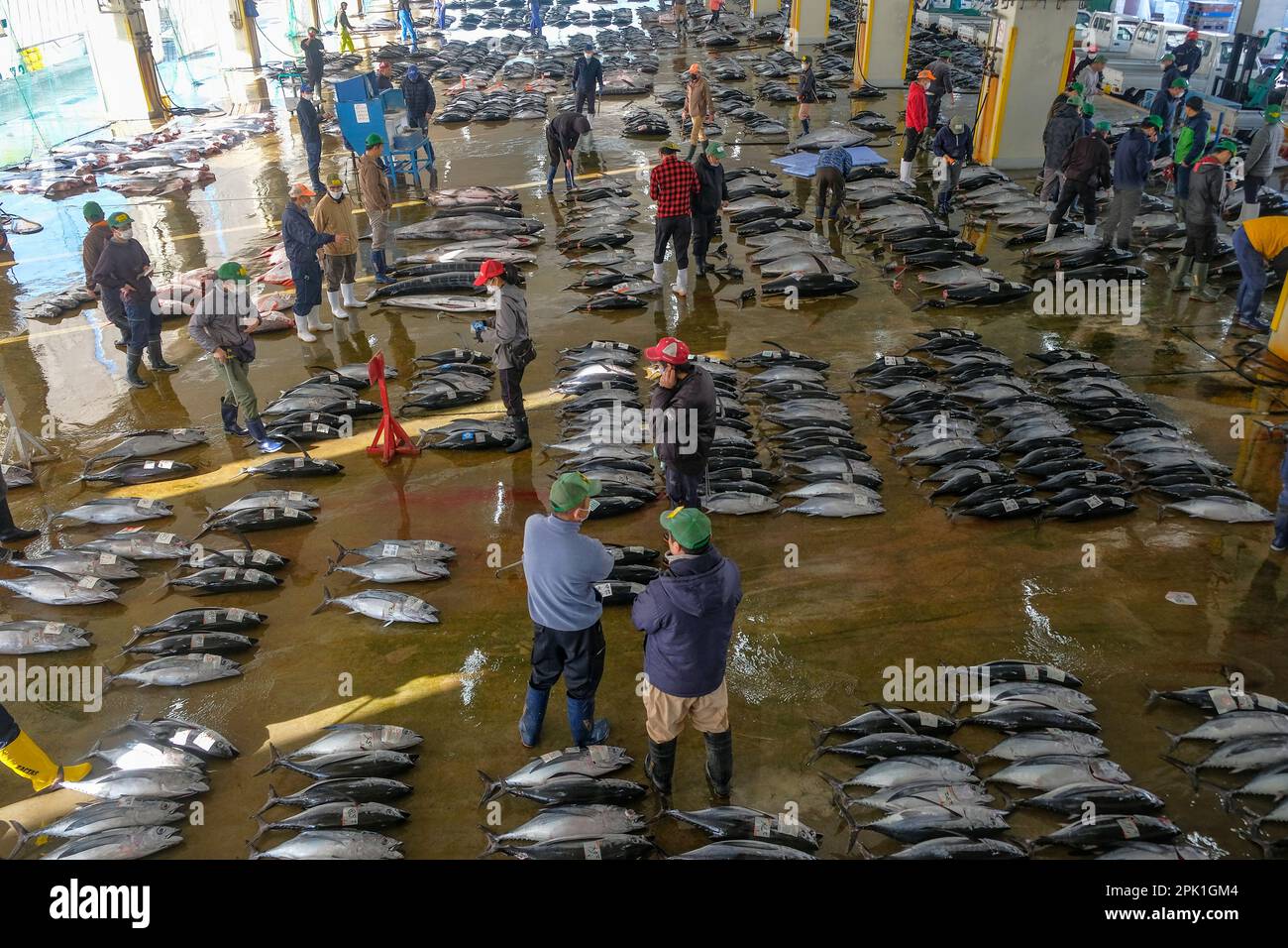 Nachikatsuura, Japan - March 19, 2023: Tuna auction at the Tuna Market in Nachikatsuura on the Kii Peninsula, Japan. Stock Photo