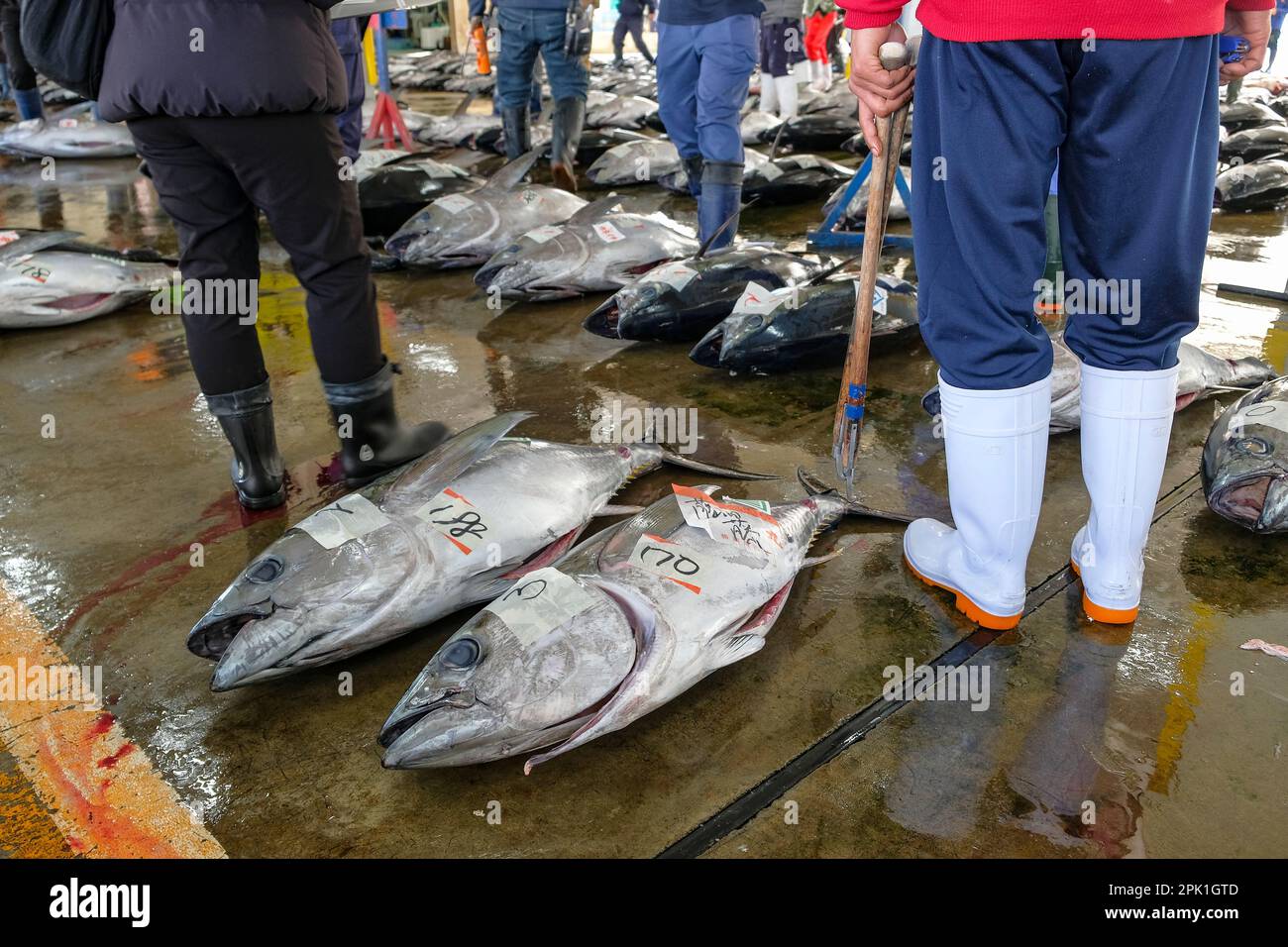 Nachikatsuura, Japan - March 19, 2023: Tuna at the tuna market auction in Nachikatsuura on the Kii Peninsula, Japan. Stock Photo