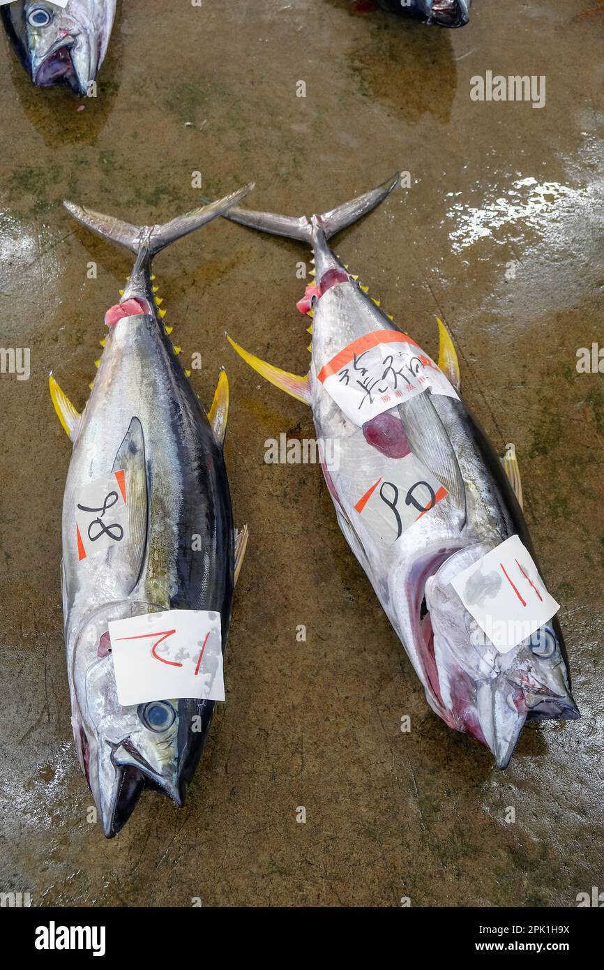 Nachikatsuura, Japan March 19, 2023 Tuna at the tuna market auction
