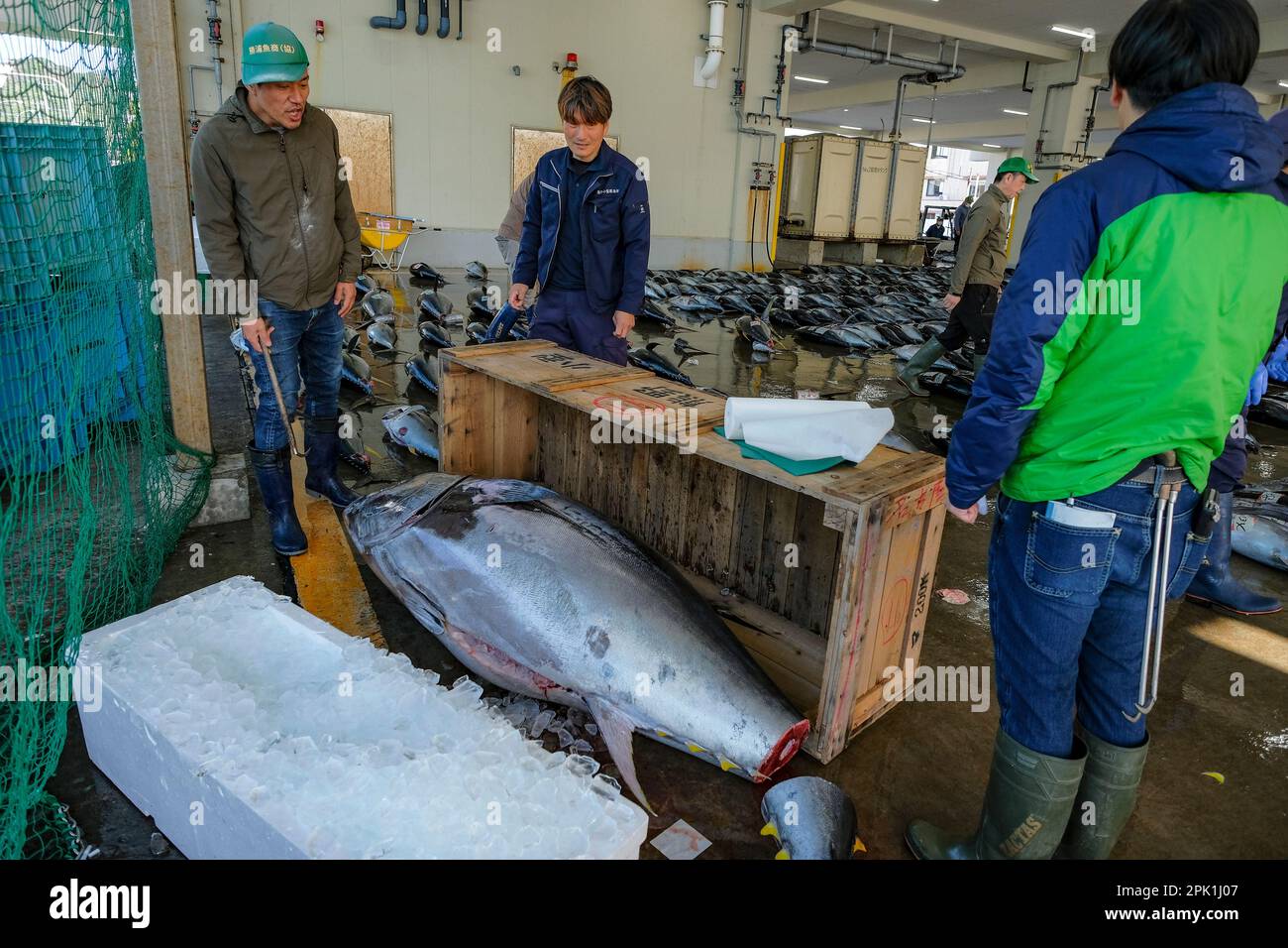 Nachikatsuura, Japan March 19, 2023 Tuna auction at the Tuna Market