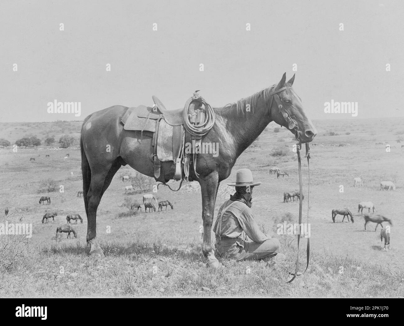 The Horse Wrangler, photograph by Erwin E. Smith - 1910 - A seated cowboy next to his horse looks down to the horses below. Stock Photo