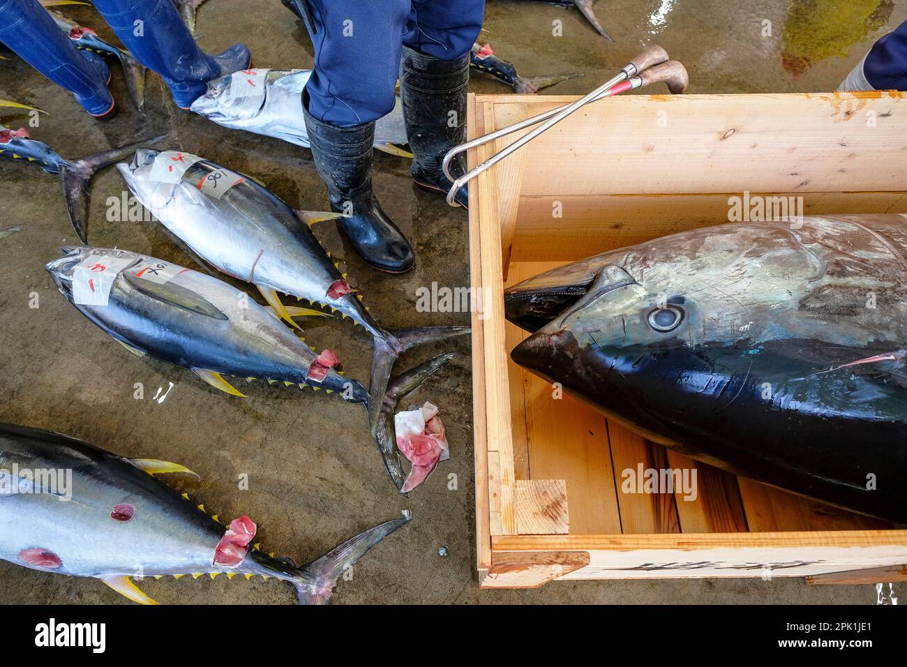 Nachikatsuura, Japan March 19, 2023 Tuna at the tuna market auction