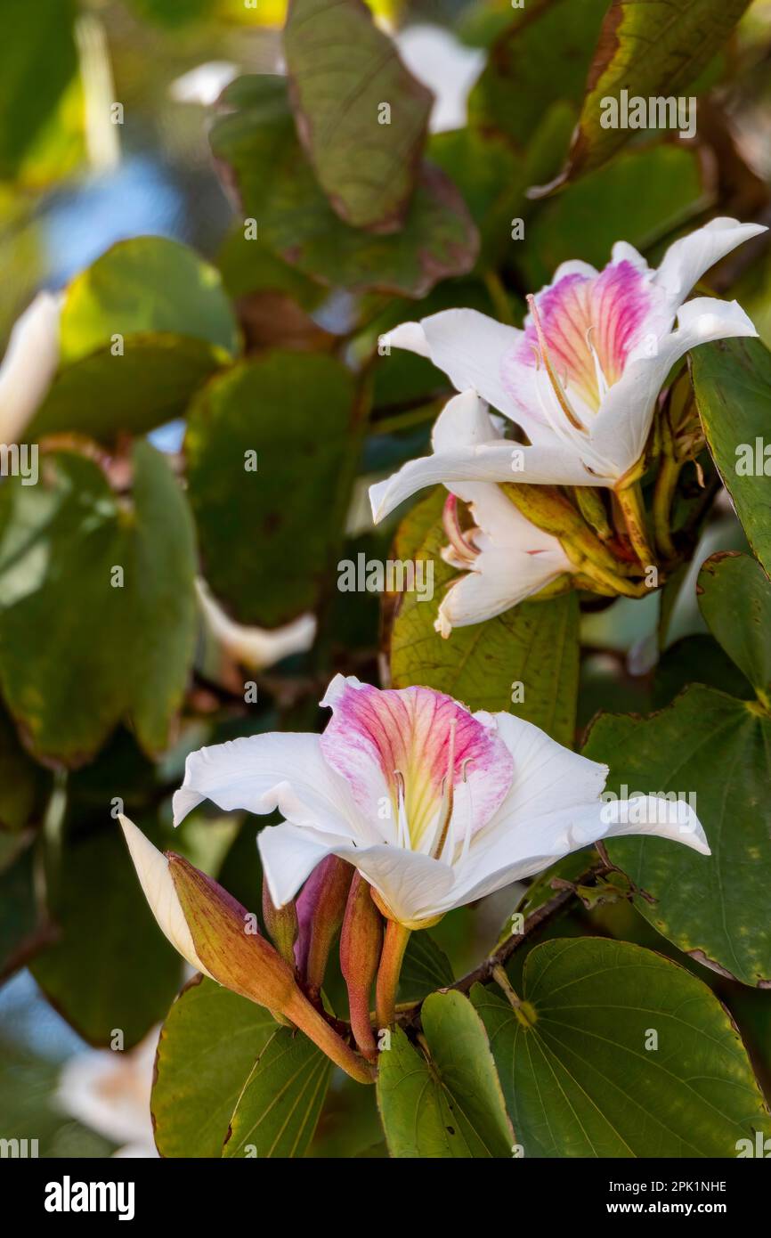Blooming Bauhinia Orchid tree. White flowers close up. Springtime Stock Photo